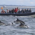 Sortie Mammifères marins